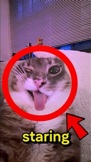 Goofiest Cat EVER🤪🐈