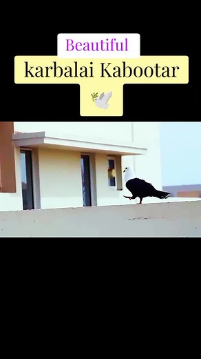 Beautiful Kabootar 🕊️#foryou #Naslikabootar #foryoupags🕊️ #fyp #viral #video #viral_video #tik_tok #🕊️