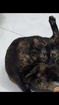 American Lem's Tail
