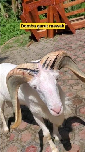 domba garut #shortvideo #goat #sheep #shorts