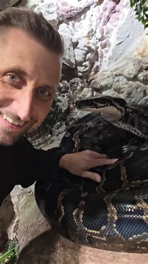 @fabian.zeitz on Instagram: "#enclosure #terraristik #tigerpython #burmesepython #reptilekeeper #amazing #terrariumbau #reptilesoftiktok #tiktok #tiktokgermany #python #snake #tooltime #work #exoticpets #wow #terrarium #viral #viraltiktok #foryou #4u #schlange #kiss #love #foryoupage #passion #exotic #fy #fypシ #fypageシ"