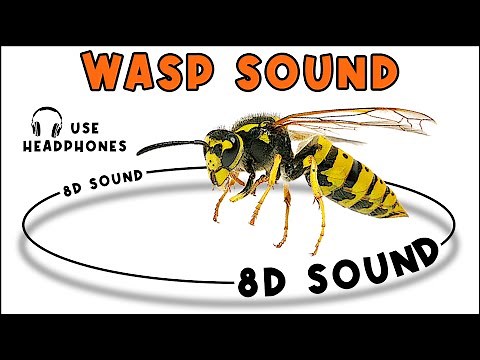 WASP SOUND - WASP SOUND EFFECT - NOISE OF WASP - animal sound