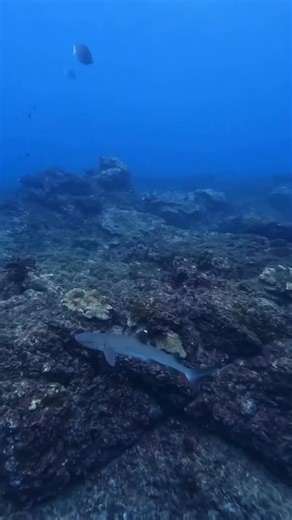 Caño Island 🐠💙 One of the best places to experience snorkeling in Costa Rica. Crystal-clear waters, sea turtles, colorful fish, and a vibrant underwater paradise. From Uvita, we sail to this protected marine treasure. 🌴🐢 The best season to enjoy this adventure has begun. ✨ Live the experience with Dolphin Tour ✨ #CanoIsland #DolphinTour #Uvita #SnorkelingCostaRica #PuraVida | Dolphin Tours