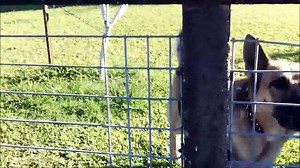 Two German Shepherd Dogs Barking [HD]