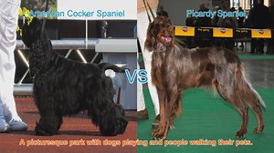 Spaniel Showdown: American Cocker vs. Picardy Spaniel