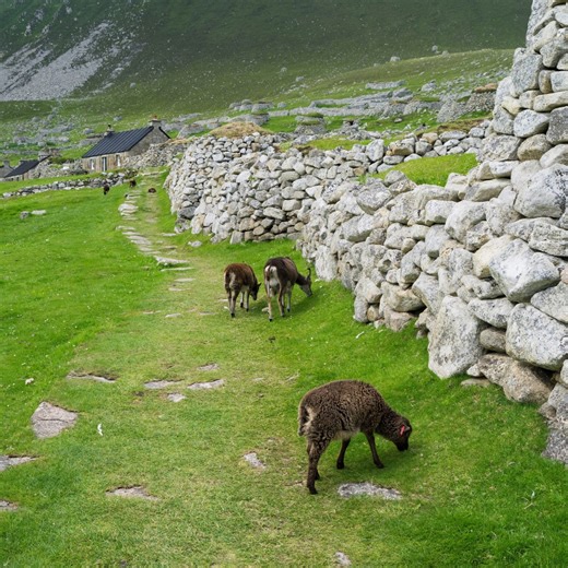 数十种哺乳动物“配偶忠诚度”大排行，人类在第几？