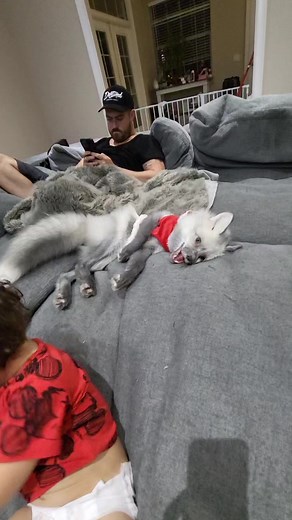 29K views · 631 reactions | Name a more cute house fox.... #petfox #fox #pet | Jessica is Spoiled | Facebook