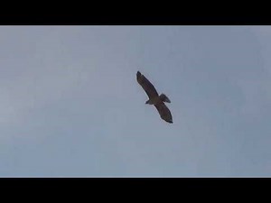 North American Wildlife --- Red-Tailed Hawk soaring & circling almost directly overhead