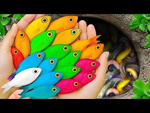 Catch beautiful aquarium fish in small pond baby turtles, eel, koi, Sailfish, iguanas, toad, puffer.