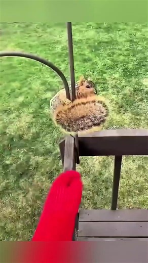 This helpless squirrel was rescued by a kind woman who helped it return to nature | Animals Life Uncovered