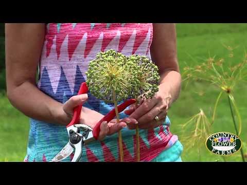 How to Cut Back Alliums in your Garden