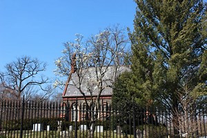 Raccoon Bites Man in Georgetown, Evades Capture