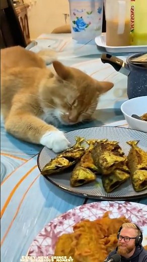 The Funniest Cat Food Moments Ever 😂🐱🍽️ | USA Pets #cat #pets