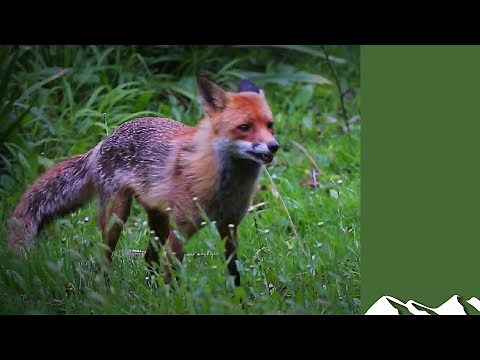 On test: Pulsar Digex N450 night vision scope on foxes