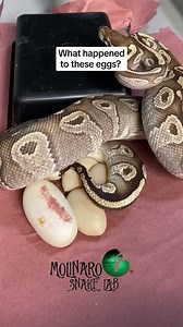 229K views · 2.8K reactions | Not every clutch works out! #reels #animlas #snake #reptiles #clutch | The Molinaro Snake Lab | Facebook