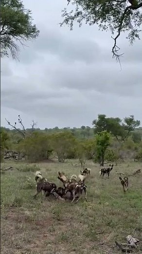 Wild Animals Janwar|#animals #jungle #wildlife