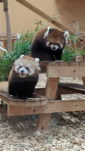 静岡市立日本平動物園のレッサーパンダ なかよし母娘 ななこ と ニコ のりんごタイム🍎