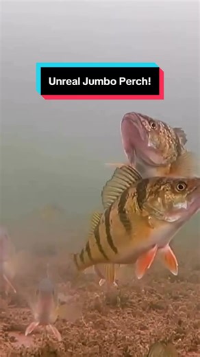 Go Ice Fishing: Catch Jumbo Perch Adventure