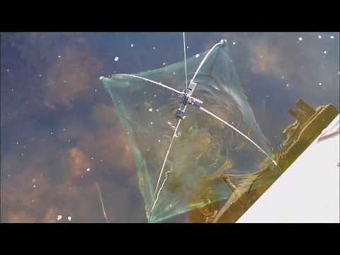 How to Catch Minnows with a Net