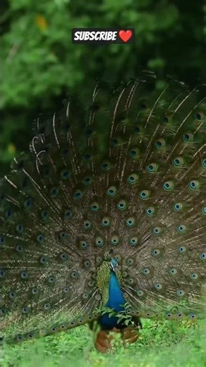 The Most Beautiful Bird on Earth Indian Peacock 🦚| #futuretimelapse #Peacock #Indian #NationalBird