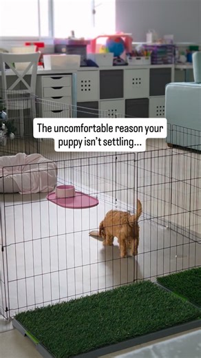 Top Dog Pawformance | It’s not because they’re stubborn. It’s not because they’re high energy. It’s not because you got the “hard” puppy. It’s because they’ve... | Instagram