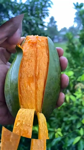 Cara Ngupas Mangga #mango #agrikultur #pertanian #fruit #farming #food