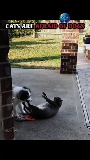 CAT VS DOG 🐱🐶 #cat #dog #shorts