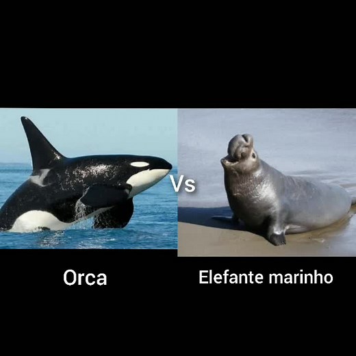 Orca vs Elefante Marinho: O Grande Confronto