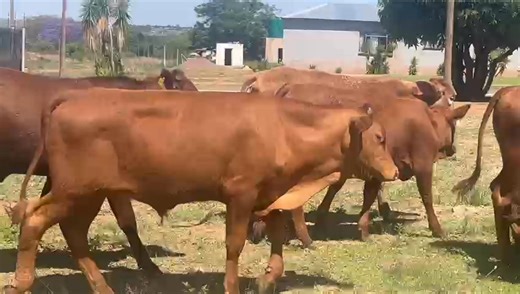 Perfect combo starter pack available 10x bonsmara heifers available 1x bonsmara bull available R104500 to take them all Location Pretoria rooiwal Viewing is available Delivery can be arranged if necessary For more information please feel free to call or WhatsApp me on 0615047568 #bonsmara #cattle #breadingstock #Available | VKR boerdery/farming cattle
