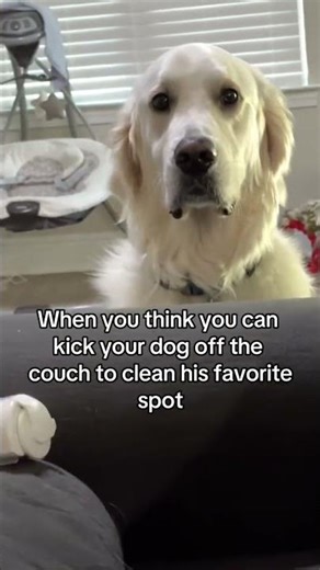 What is the point of cleaning when the hair will go back immediately? 🙃 #goldenretriever
