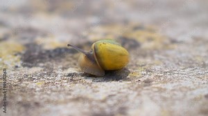 Common garden snail moving across stone. Close up details of a snail with a bright yellow shell.