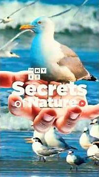 Seagulls: Masters of Patience and Ocean Hunting Techniques #Shorts #whyis