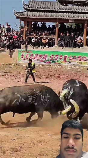 2 bull fight with each other #bulllovers #bull #bulls #fight #dangerous #shortsfeed #greenscreen ￼