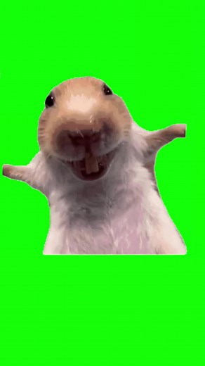 Laughing Rat Meme Compilation