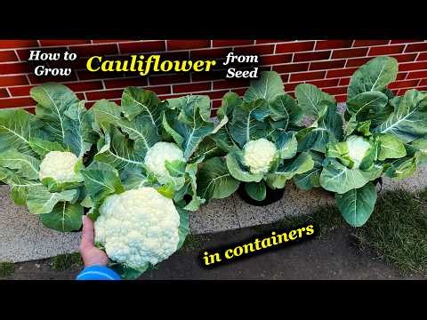 How to Grow Cauliflower in Containers from Seed to Harvest
