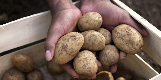 Genius Tips for Storing Potatoes as Long as Possible