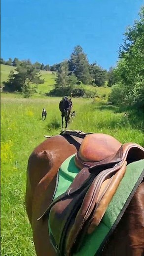Poney à vendre - Ilik,, Hongre Akhal Téké X Whelsh Mountain - Vidéo 4 - equirodi.com