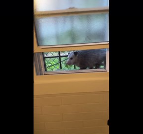 Opossum Eating Grapes on the Windowsill