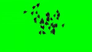 Download Academic graduation caps throwing up in the air on the green Screen for free