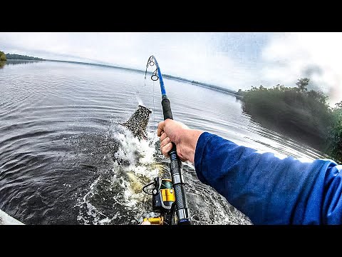 I caught the biggest fish in the world! (World record!?!)