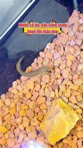A1 conditioner for aquarium fish #fishkeeping #haugaureview #snakeheadfishkeeping