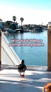 Duck swims with woman, then follows her home 😱 #duck #animallove #cuddlebuddies | Cuddle Buddies
