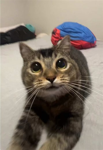 Don't Stop the Party: Fun Cat Moments