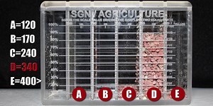 Testing Size SGN Test Kit