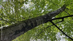 Yellow birch Betula alleghaniensis Brit. (B. lutea Michx.) Family: Betulaceae English: Yellow birch, swamp birch in a forest in Germany with the sun shining through the leaves