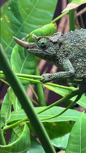 Jackson’s Chameleon native to East African Forests, 3 horned lizards bring a Mesozoic Era feeling.