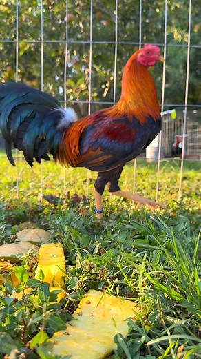 29K views · 906 reactions | Sweater Asil | Boneyard farm | Facebook