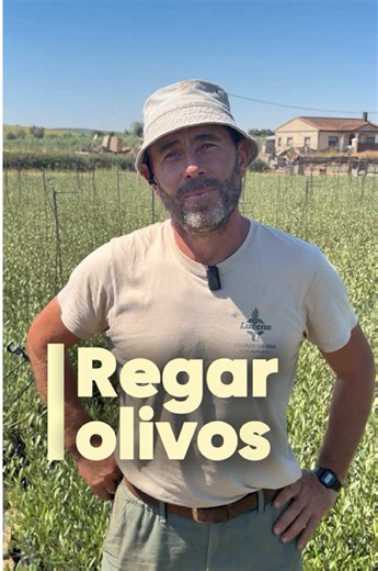 Aunque el olivo es un árbol resistente, un riego excesivo puede provocar problemas en las raíces y afectar a su desarrollo. Sin embargo, durante sus primeros años de crecimiento, el agua es fundamental para que se establezca correctamente y forme una estructura fuerte y saludable. La clave está en encontrar el equilibrio: ni mucho, ni demasiado poco. Cada etapa del olivo tiene unas necesidades diferentes, y un buen manejo del riego marcará la diferencia en su futuro. En Viveros Lucena te ayudamo