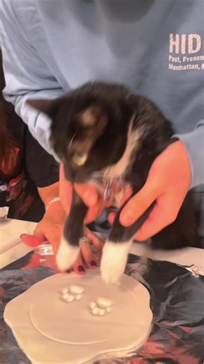 Such lovely cat PAWS#cat #cats #catslovers #catsoftiktok #fyp