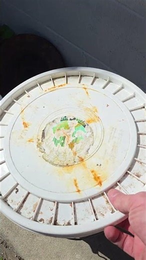 How I Keep Mud Minnows At The House #fishing #beginner #easy #diy #bait #shorts